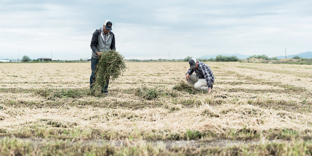 Mcfarland Family Farms McFarland Family Farms